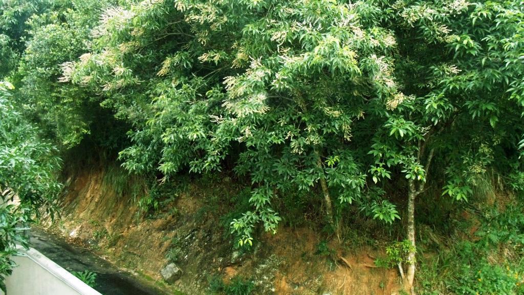 胡椒薄荷民宿 康提 外观 照片